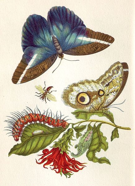 from Metamorphosis Insectorum Surinamensium, 1705