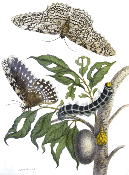 Thysania agrippina from Metamorphosis Insectorum Surinamensium, 1705