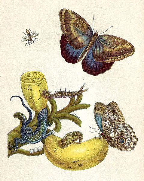 from Metamorphosis Insectorum Surinamensium by Maria Sibylla Merian