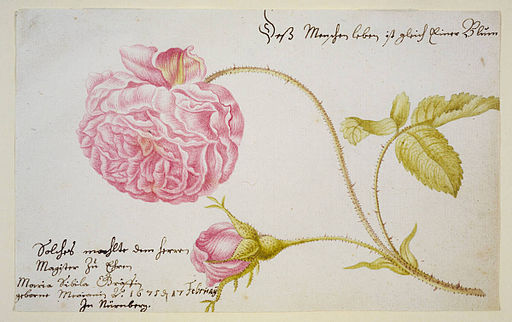 from Neues Blumenbuch, 1675