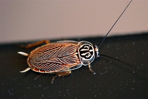 Australian Cockroach © Jean Hort with CCLicense