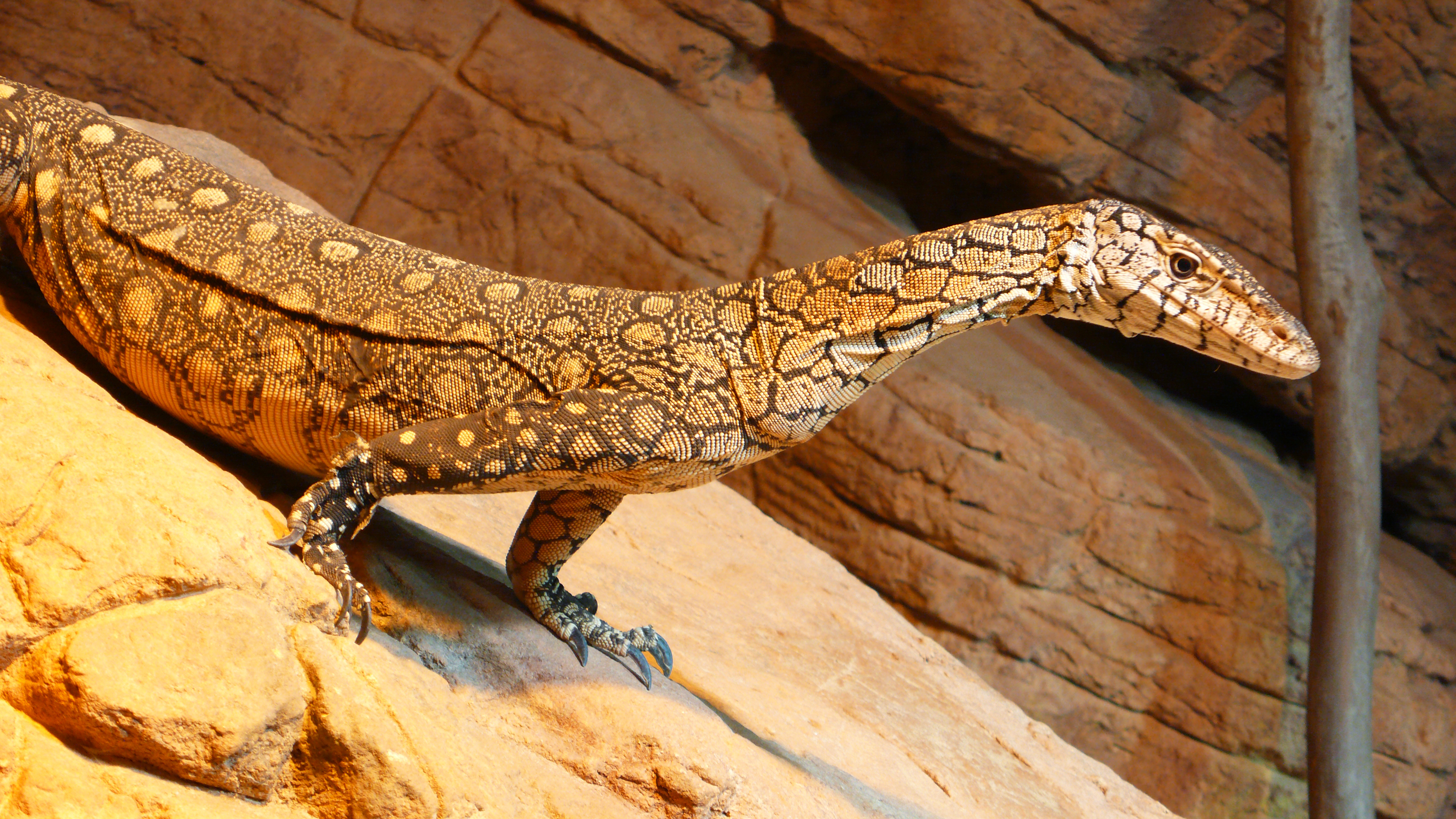 a Perentie also known as a Goanna © Christopher Lance with CCLicense