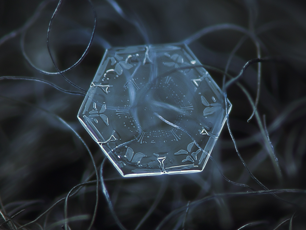 Alien Data Disk