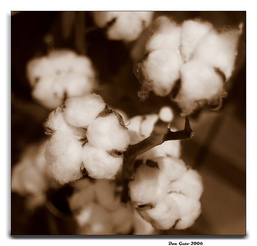 © Don_Gato(LoFi Photography) with CCLicense