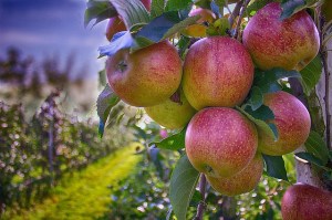 apples-490475_640