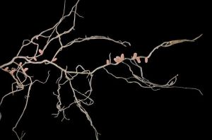 Roots of M. Italica © ningatacoshell with CCLicense