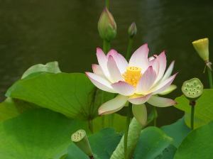 Lotus_Blüte