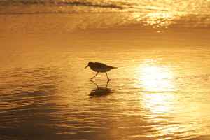 shorebird-in-sunrise-walking-on-coast