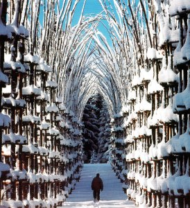 Giuliano-Mauri-cattedrale-vegetale-cathedrale-vegetale-5