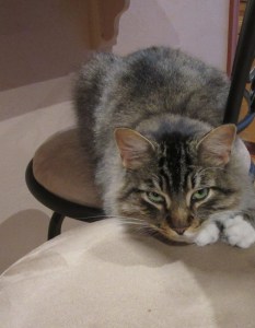 My cat, Yuri