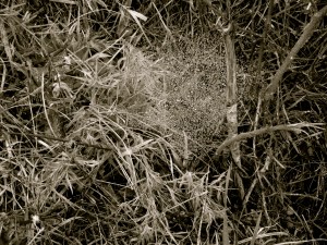 Dewy Web Natural Falls State Park, West Siloam Springs, Oklahoma © Katherine McDaniel