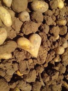 potato-540386_640