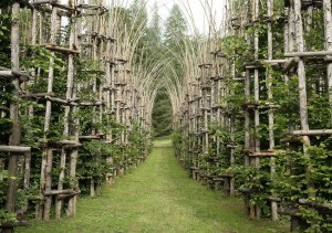 tree-cathedral-cattedrale-vegetale-giuliano-mauri-1