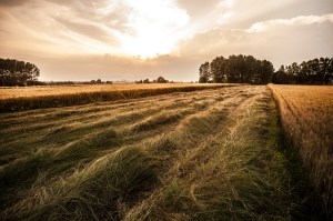 countryside-407183_640-1