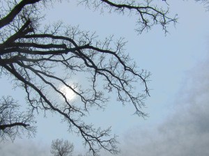 IMG_1441