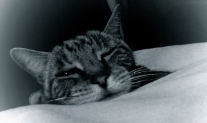 Buki © Katherine McDaniel