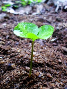 sprout-242574_640