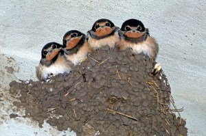 swallows-176140_640