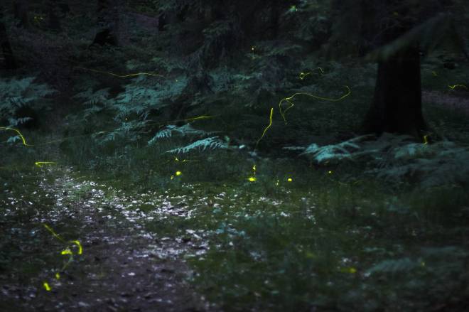 Fireflies in the Woods near Nuremberg, Germany © Quit007 with CCLicense