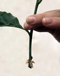 468px-adventitious_roots_of_magnolia_cutting.jpg