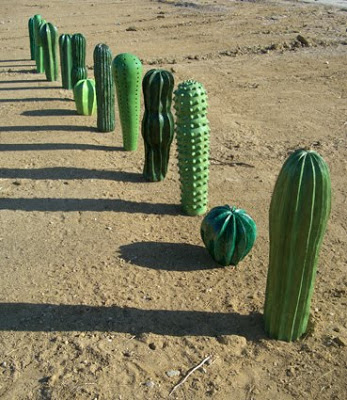 Cactus 101