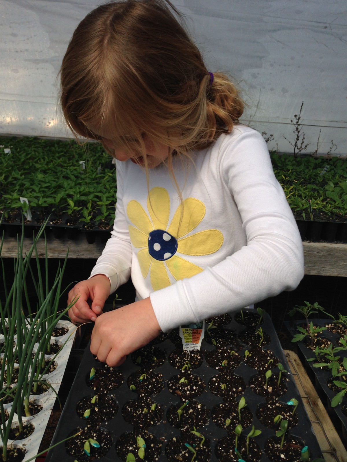 child_planting_seeds_starting_plants_greenhouse_plant_propagation-646671