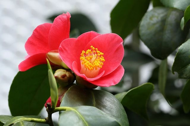 flowers-1749587_640