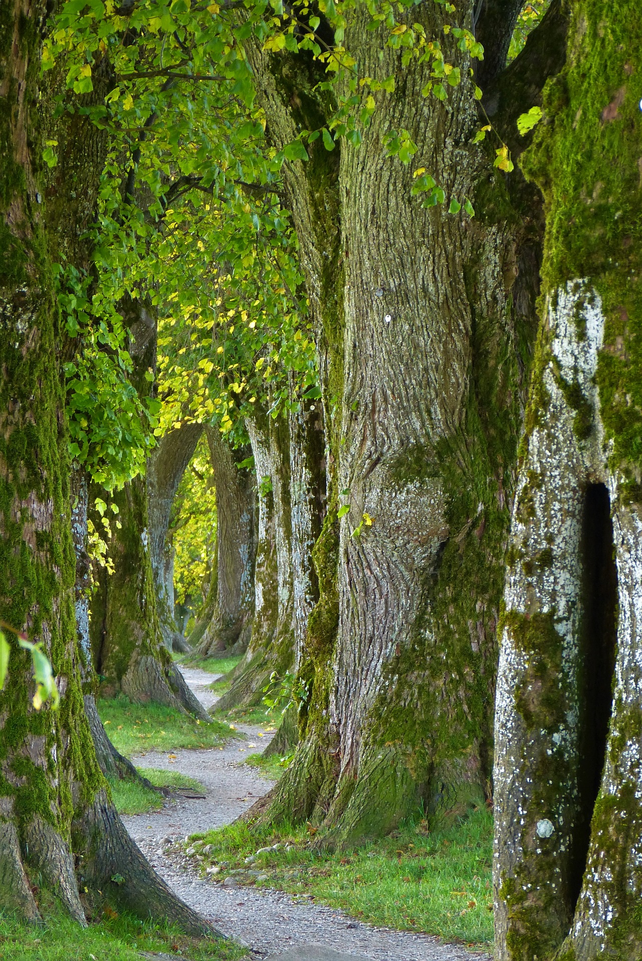 trees-2897757_1920